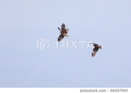 Fight of the Tonbi 98487093