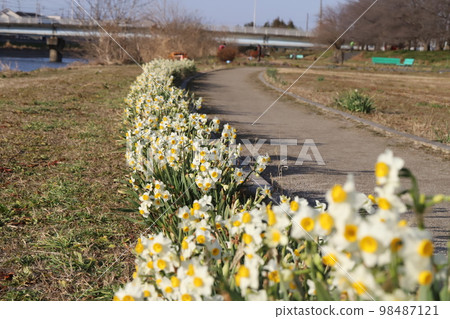White daffodil flowers blooming in winter park in Japan 98487121
