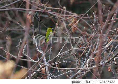 Observation of white-eye Observation of white-eye 98487388