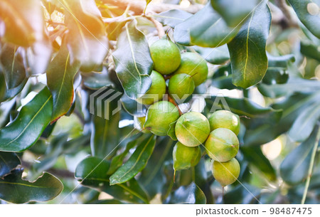 macadamia nuts on macadamia tree plant, fresh natural raw macadamia nuts in garden, planting macadamia nut fruit waiting for the harvest seeds macadamia nuts on macadamia tree plant, fresh natural raw macadamia nuts in garden, planting macadamia nut fruit waiting for the harvest seeds 98487475