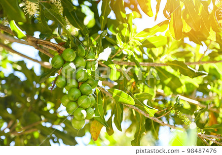 macadamia nuts on macadamia tree plant, fresh natural raw macadamia nuts in garden, planting macadamia nut fruit waiting for the harvest seeds 98487476