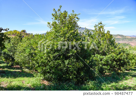macadamia nuts on macadamia tree plant, fresh natural raw macadamia nuts in garden, planting macadamia nut fruit on mountain farmland macadamia nuts on macadamia tree plant, fresh natural raw macadamia nuts in garden, planting macadamia nut fruit on mountain farmland 98487477