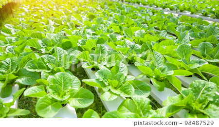 hydroponic vegetables from hydroponic farms fresh green cos lettuce growing in the garden, hydroponic plants on water without soil agriculture organic health food nature, Chlorophyll leaf crop bio 98487529