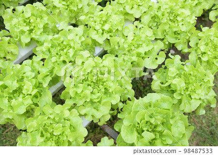 hydroponic vegetables from hydroponic farms fresh green oak lettuce growing in the garden, hydroponic plants on water without soil agriculture organic health food nature leaf crop bio hydroponic vegetables from hydroponic farms fresh green oak lettuce growing in the garden, hydroponic plants on water without soil agriculture organic health food nature leaf crop bio 98487533