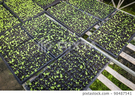 Sow the seeds vegetable farm soil vegetable garden, organic green cos lettuce vegetable gardening with green leaf fresh vegetable baby lettuce planting in the pot greenhouse garden gardening nature Sow the seeds vegetable farm soil vegetable garden, organic green cos lettuce vegetable gardening with green leaf fresh vegetable baby lettuce planting in the pot greenhouse garden gardening nature 98487541