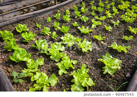 Vegetable farm soil vegetable garden, organic green cos lettuce vegetable gardening with green leaf fresh vegetable lettuce planting , in the greenhouse garden eco friendly gardening nature Vegetable farm soil vegetable garden, organic green cos lettuce vegetable gardening with green leaf fresh vegetable lettuce planting , in the greenhouse garden eco friendly gardening nature 98487543