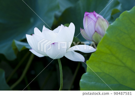 大阪府大泉綠地公園的荷花池中盛開著荷花。學名是 Nelumbo nucifera。 大阪府大泉綠地公園的荷花池中盛開著荷花。學名是 Nelumbo nucifera。 98487581