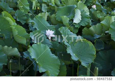 大阪府大泉綠地公園的荷花池中盛開著荷花。學名是 Nelumbo nucifera。 98487582