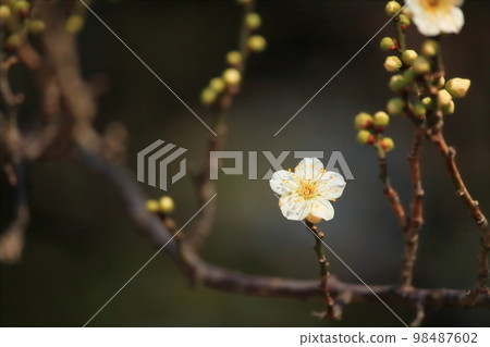 Kyoto [Early Spring] Kyoto Imperial Palace Shiraume Horizontal 98487602