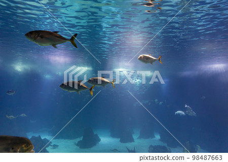 Small fishes swim in a huge blue aquarium Small fishes swim in a huge blue aquarium 98487663
