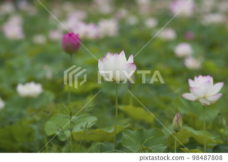 奈良縣京原藤原的荷花池裡盛開著蓮花。學名是Nelumbo nucifera。 98487808