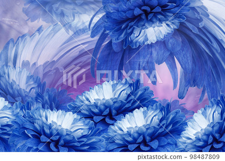 Flowers blue chrysanthemum. Floral spring background. Petals chrysanthemums. Close-up. Nature. Flowers blue chrysanthemum. Floral spring background. Petals chrysanthemums. Close-up. Nature. 98487809