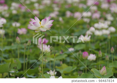 奈良縣京原藤原的荷花池裡盛開著蓮花。學名是Nelumbo nucifera。 奈良縣京原藤原的荷花池裡盛開著蓮花。學名是Nelumbo nucifera。 98487814