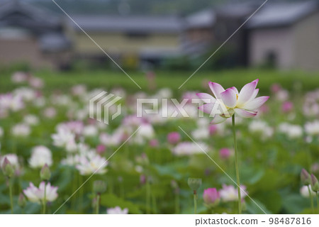 奈良縣京原藤原的荷花池裡盛開著蓮花。學名是Nelumbo nucifera。 奈良縣京原藤原的荷花池裡盛開著蓮花。學名是Nelumbo nucifera。 98487816