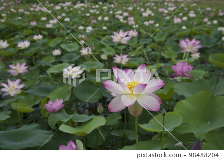 Lotus flowers are in bloom in the lotus pond at the site of Fujiwarakyo in Nara Prefecture. The scientific name is Nelumbo nucifera. Lotus flowers are in bloom in the lotus pond at the site of Fujiwarakyo in Nara Prefecture. The scientific name is Nelumbo nucifera. 98488204
