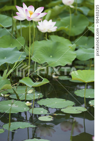 奈良縣京原藤原的荷花池裡盛開著蓮花。學名是Nelumbo nucifera。 奈良縣京原藤原的荷花池裡盛開著蓮花。學名是Nelumbo nucifera。 98488205