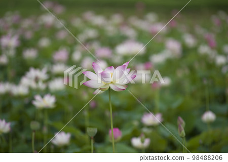 Lotus flowers are in bloom in the lotus pond at the site of Fujiwarakyo in Nara Prefecture. The scientific name is Nelumbo nucifera. 98488206