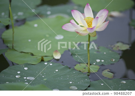 Lotus flowers are in bloom in the lotus pond at the site of Fujiwarakyo in Nara Prefecture. The scientific name is Nelumbo nucifera. 98488207