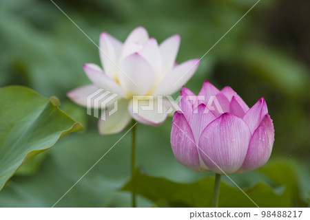 Lotus flowers are in bloom in the lotus pond at the site of Fujiwarakyo in Nara Prefecture. The scientific name is Nelumbo nucifera. 98488217