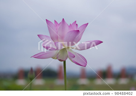 奈良縣京原藤原的荷花池裡盛開著蓮花。學名是Nelumbo nucifera。 奈良縣京原藤原的荷花池裡盛開著蓮花。學名是Nelumbo nucifera。 98488402