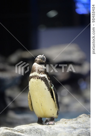 水族館麥哲倫企鵝 水族館麥哲倫企鵝 98488484