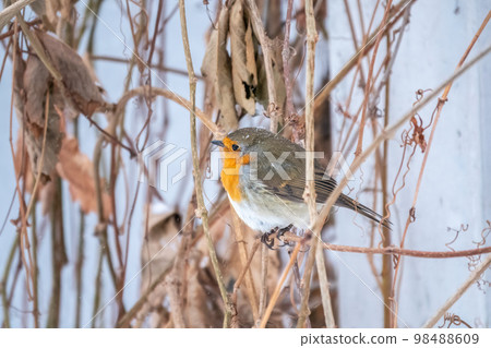 Cute bird the European Robin, Erithacus rubecula. sitting on the tree branch in winter. 98488609