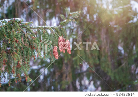 Green spruce branches with needles and cones in winter. Many cones on spruce. Green spruce branches with needles and cones in winter. Many cones on spruce. 98488614