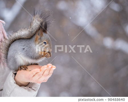 Girl feeds a squirrel with nuts at winter. Caring for animals in winter or autumn. Girl feeds a squirrel with nuts at winter. Caring for animals in winter or autumn. 98488640