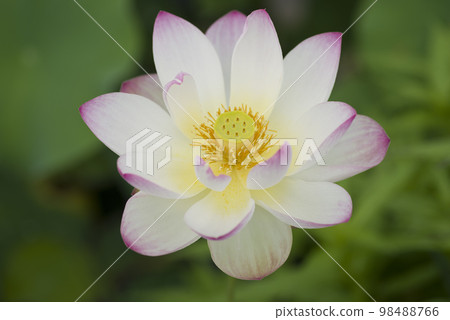 奈良縣京原藤原的荷花池裡盛開著蓮花。學名是Nelumbo nucifera。 98488766