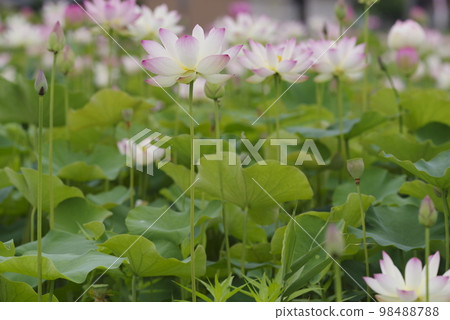 奈良縣京原藤原的荷花池裡盛開著蓮花。學名是Nelumbo nucifera。 奈良縣京原藤原的荷花池裡盛開著蓮花。學名是Nelumbo nucifera。 98488788