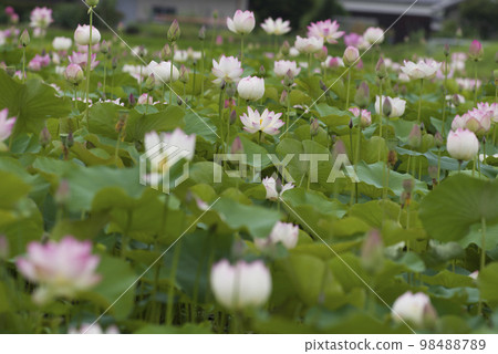 奈良縣京原藤原的荷花池裡盛開著蓮花。學名是Nelumbo nucifera。 奈良縣京原藤原的荷花池裡盛開著蓮花。學名是Nelumbo nucifera。 98488789