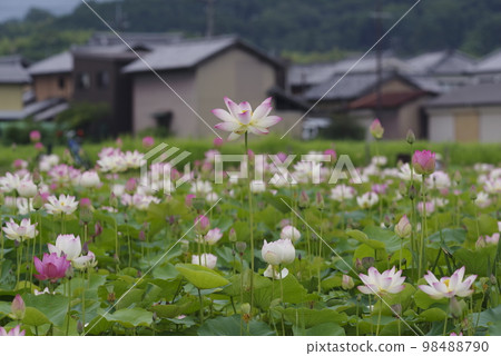 奈良縣京原藤原的荷花池裡盛開著蓮花。學名是Nelumbo nucifera。 98488790