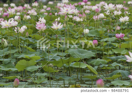 奈良縣京原藤原的荷花池裡盛開著蓮花。學名是Nelumbo nucifera。 98488791