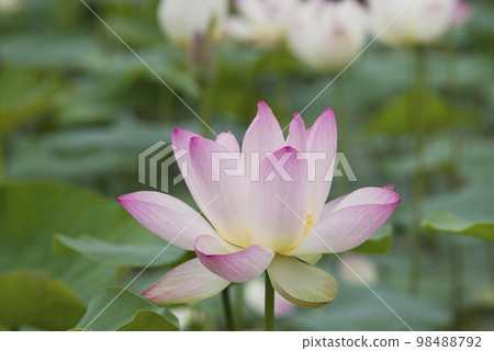 Lotus flowers are in bloom in the lotus pond at the site of Fujiwarakyo in Nara Prefecture. The scientific name is Nelumbo nucifera. Lotus flowers are in bloom in the lotus pond at the site of Fujiwarakyo in Nara Prefecture. The scientific name is Nelumbo nucifera. 98488792