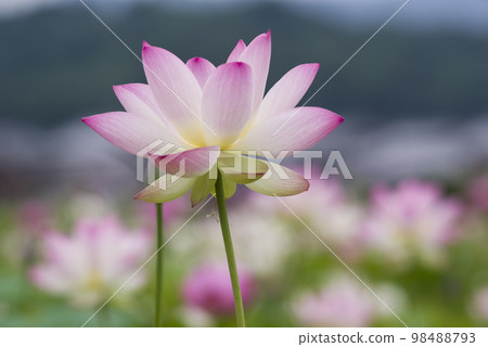 奈良縣京原藤原的荷花池裡盛開著蓮花。學名是Nelumbo nucifera。 奈良縣京原藤原的荷花池裡盛開著蓮花。學名是Nelumbo nucifera。 98488793
