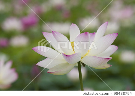 奈良縣京原藤原的荷花池裡盛開著蓮花。學名是Nelumbo nucifera。 奈良縣京原藤原的荷花池裡盛開著蓮花。學名是Nelumbo nucifera。 98488794