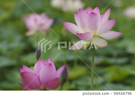 Lotus flowers are in bloom in the lotus pond at the site of Fujiwarakyo in Nara Prefecture. The scientific name is Nelumbo nucifera. 98488796