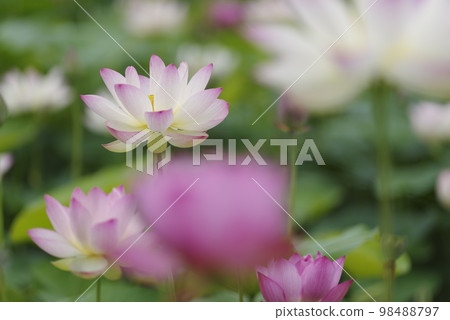 Lotus flowers are in bloom in the lotus pond at the site of Fujiwarakyo in Nara Prefecture. The scientific name is Nelumbo nucifera. 98488797