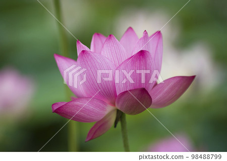 Lotus flowers are in bloom in the lotus pond at the site of Fujiwarakyo in Nara Prefecture. The scientific name is Nelumbo nucifera. 98488799