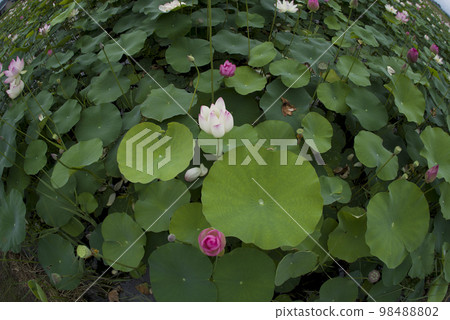 Lotus flowers are in bloom in the lotus pond at the site of Fujiwarakyo in Nara Prefecture. The scientific name is Nelumbo nucifera. 98488802