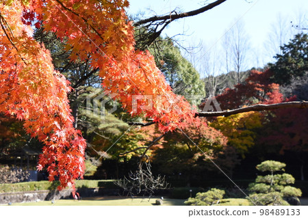 伊豆修善寺 虹之裡的紅葉 98489133