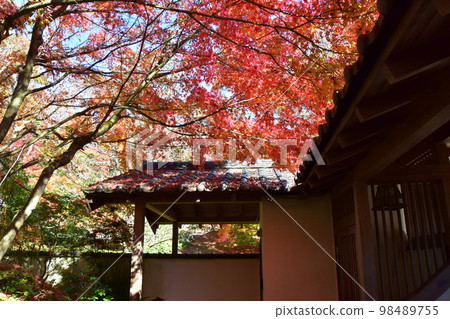 Shuzenji, Izu Autumn leaves in Niji-no-Sato 98489755