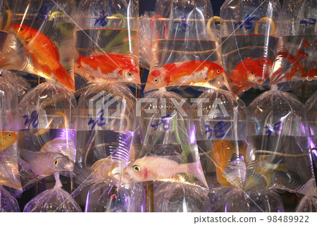 金魚以塑料袋出售，並在香港街出售 98489922