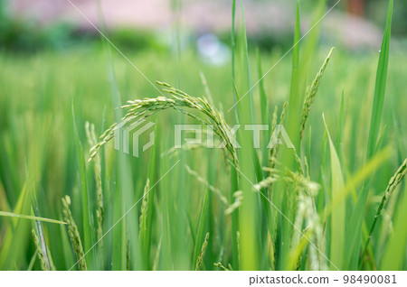 Green rice fields texture of ears close-up. 98490081