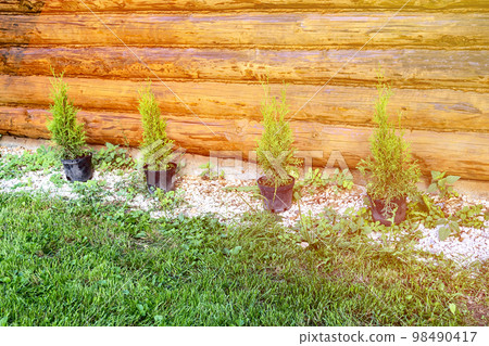 Thujas prepared for planting in the garden Thujas prepared for planting in the garden 98490417