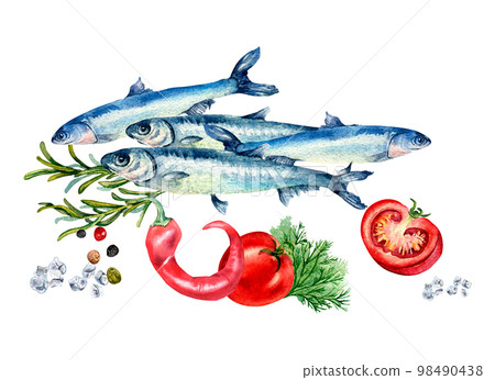 Composition of anchovies and tomatoes watercolor illustration isolated on white. Composition of anchovies and tomatoes watercolor illustration isolated on white. 98490438