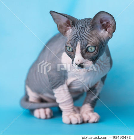 Purebred bicolour Sphynx Hairless Cat sitting on blue background, looking down. Portrait of friendly thoroughbred male Canadian Sphynx Kitten two-month-old. Selective focus on foreground, studio shot. 98490478