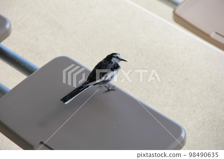 White Wagtail / resting on a simple chair White Wagtail / resting on a simple chair 98490635