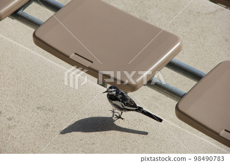 White Wagtail/Walking while casting clear shadows White Wagtail/Walking while casting clear shadows 98490783