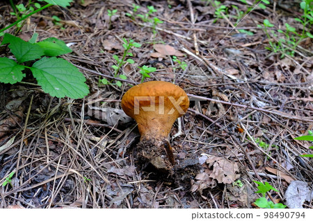 天然蘑菇 (Notake) 98490794